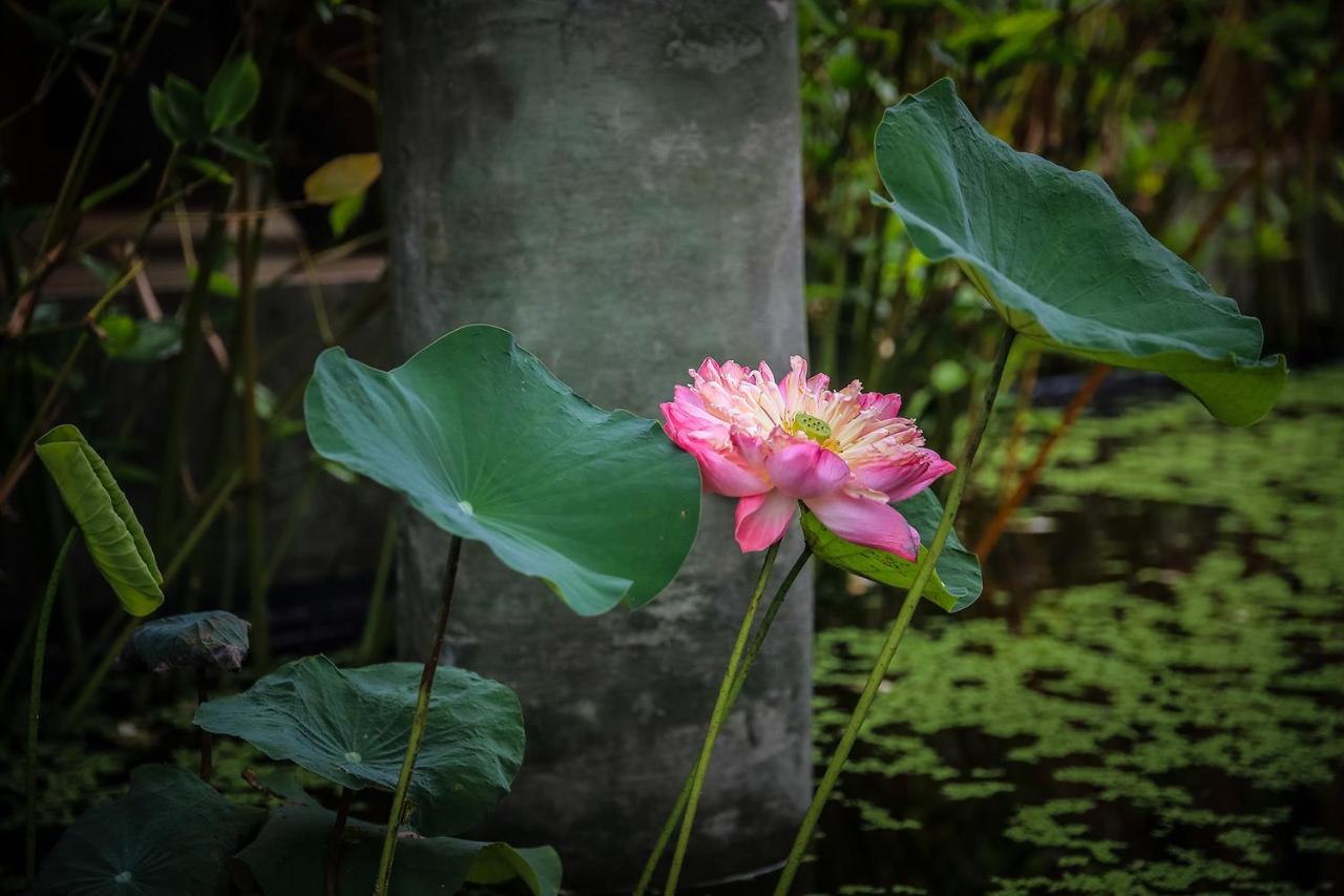 Azalea Village Chiang Dao Dış mekan fotoğraf